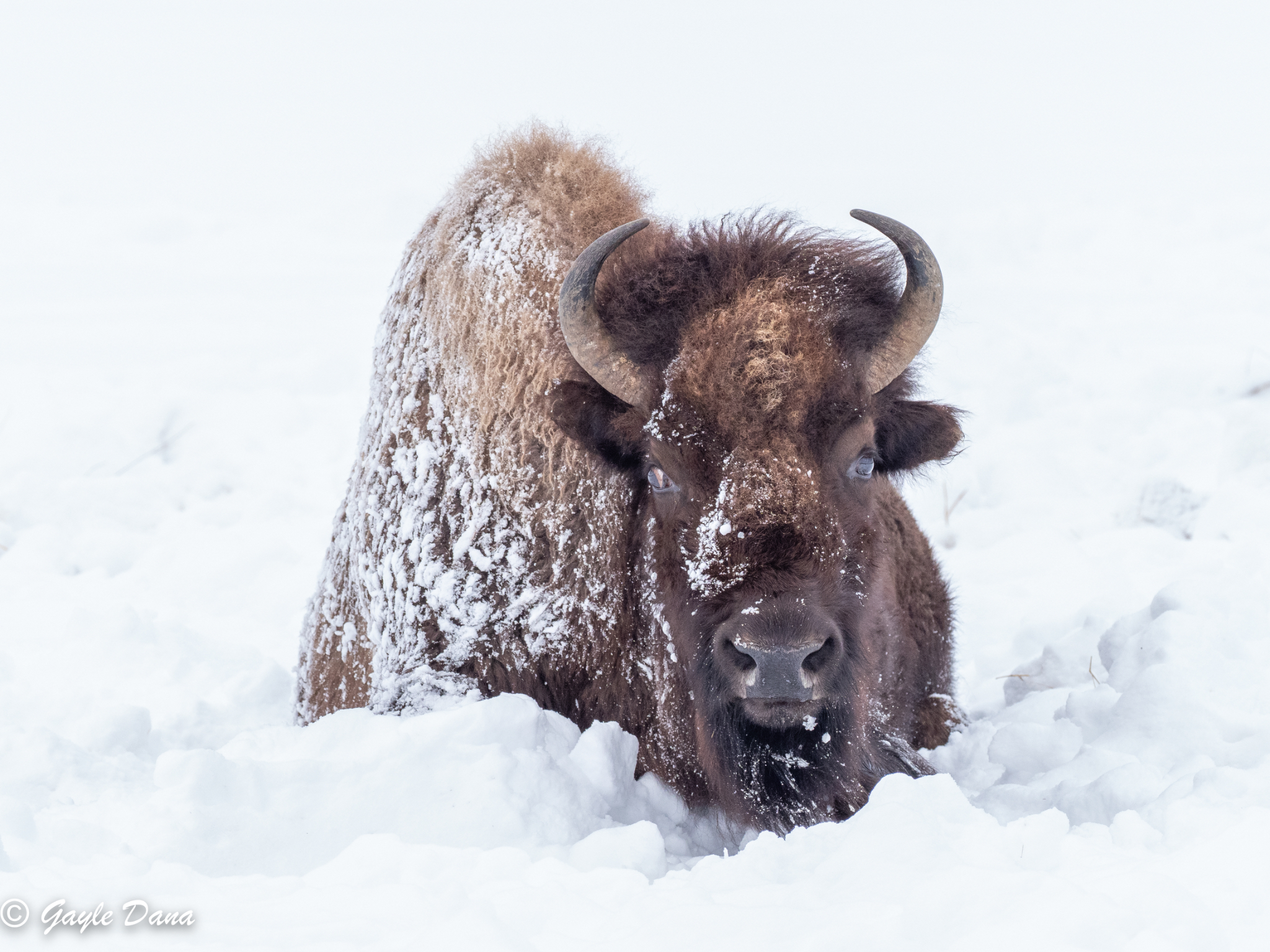 Bison 2